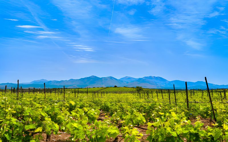vineyards-of-crete-island-on-sunny-day-distant-mountains-greece