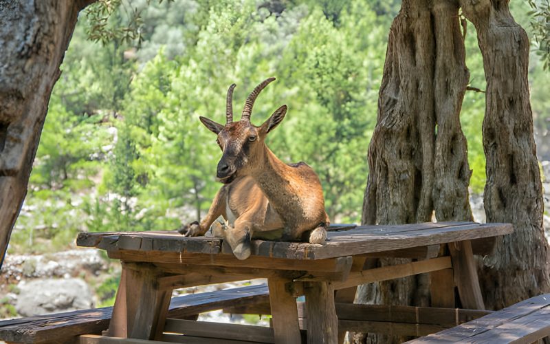 wild-goat-called-kri-kri-sitting-on-a-table-in-samaria-gorge-on-crete